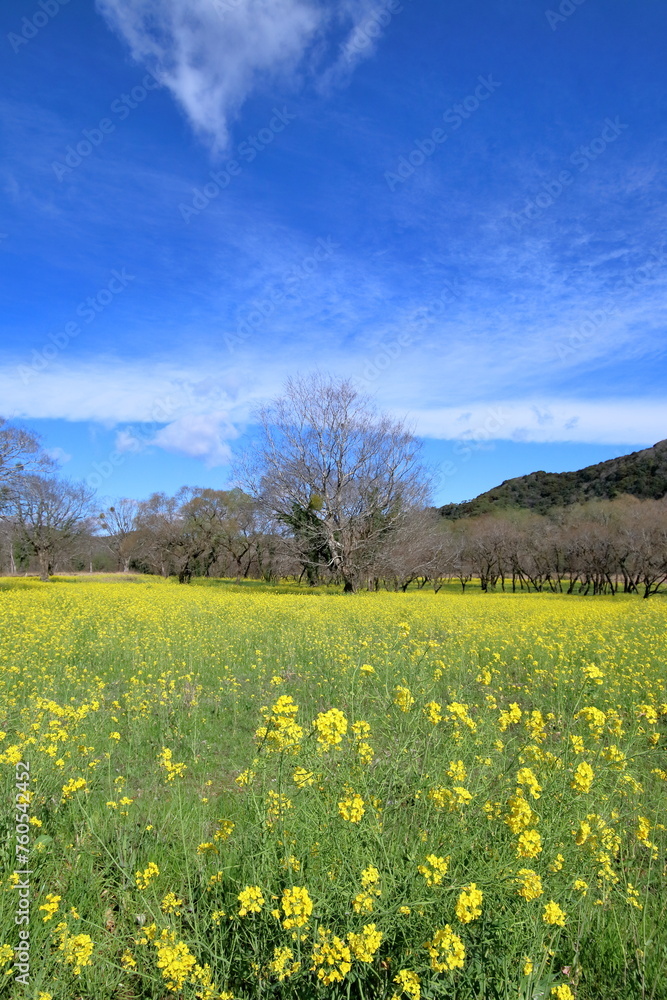 菜の花とヤナギの自然林　（高知県　四万十市　入田ヤナギ林）