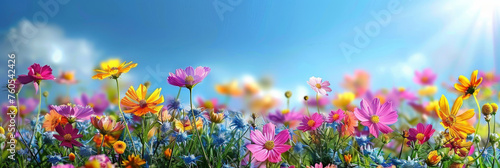 colorful background with colorful Cosmos flower with  clear blue sky background, colorful spring flower, banner © Planetz