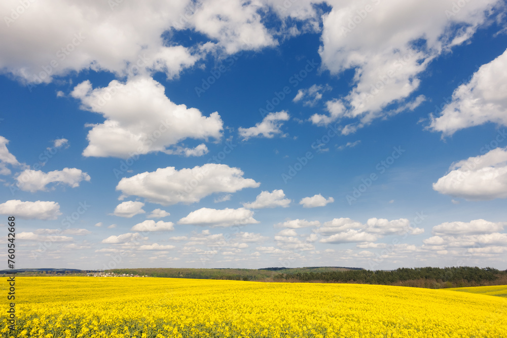 A bright yellow field of canola and blue sky with fluffy snow-white clouds. A bright yellow field of canola and blue sky with fluffy snow-white clouds.