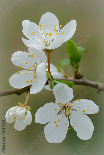 Vertical closeup on a white flowering cherry or myrobalan plum, Prunus serasifera photo