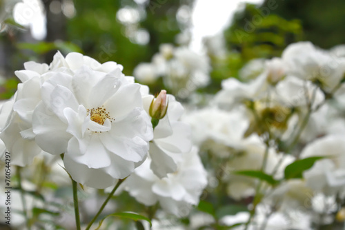 白い薔薇 © JIma_sho