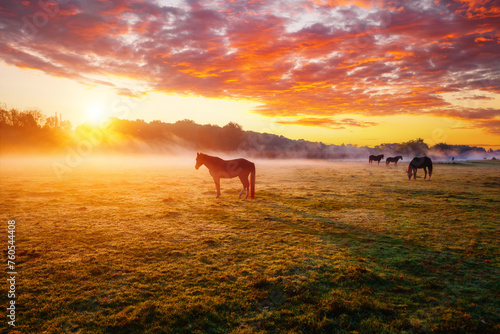 Fototapeta Naklejka Na Ścianę i Meble -  Adorable arabian horses graze on pasture at sunset in orange sun rays.