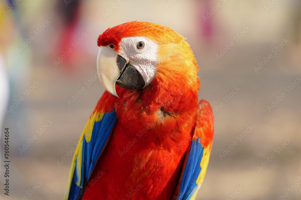 Obraz premium Scarlet Macaw (Ara macao) parrot show in the park 