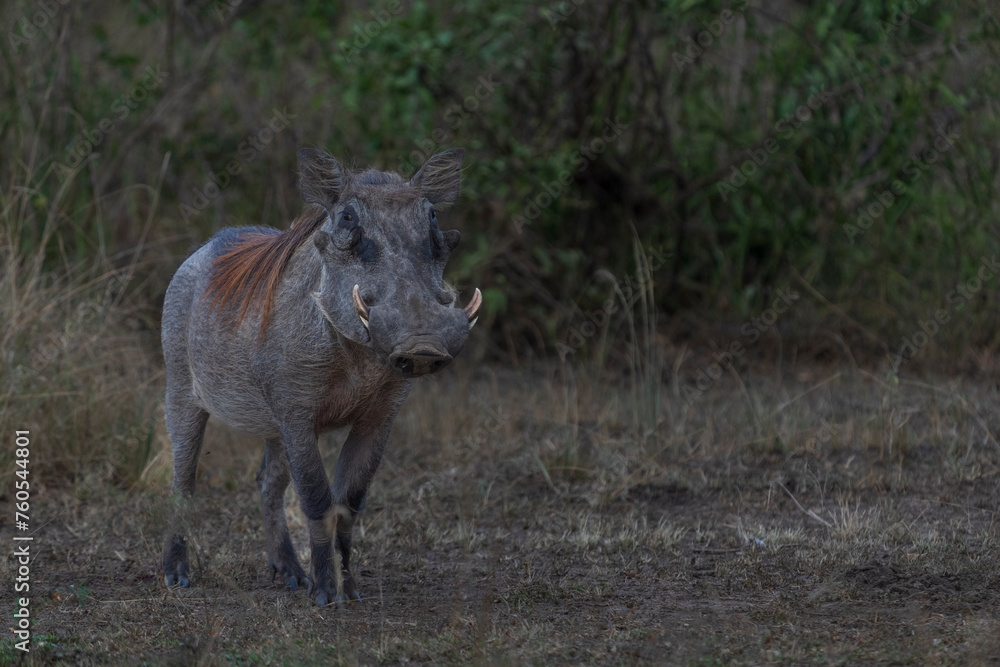warthog in the savannah