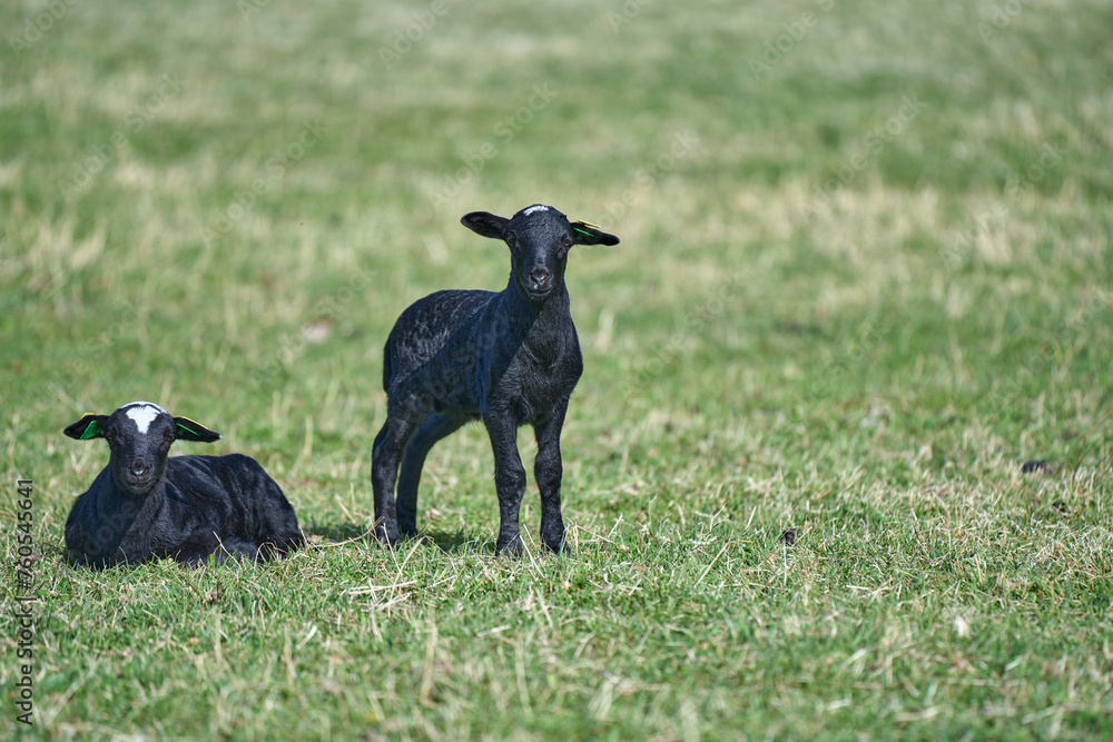 Obraz premium Beautiful Gotland sheep with lambs and Dorper sheep crosses with lambs in a meadow on a sunny spring day on a farm in Skaraborg Sweden