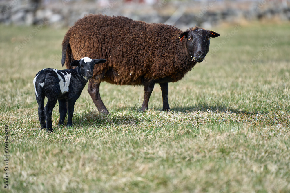 Beautiful Gotland sheep with lambs and Dorper sheep crosses with lambs in a meadow on a sunny spring day on a farm in Skaraborg Sweden Beautiful Gotland sheep with lambs and Dorper sheep crosses with lambs in a meadow on a sunny spring day on a farm in Skaraborg Sweden