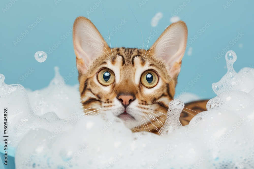 Portrait of a surprised cat bengal in Bath with foam isolated blue background Portrait of a surprised cat bengal in Bath with foam isolated blue background