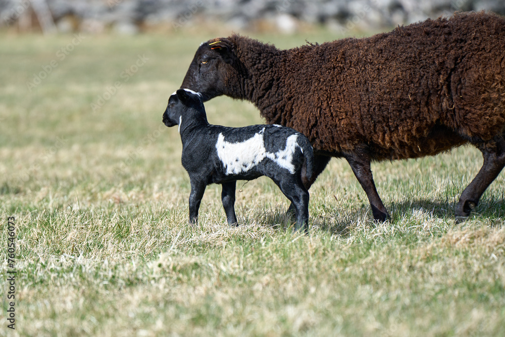 Beautiful Gotland sheep with lambs and Dorper sheep crosses with lambs in a meadow on a sunny spring day on a farm in Skaraborg Sweden Beautiful Gotland sheep with lambs and Dorper sheep crosses with lambs in a meadow on a sunny spring day on a farm in Skaraborg Sweden
