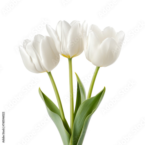 White peony tulip flowers isolated on the transparent background	
