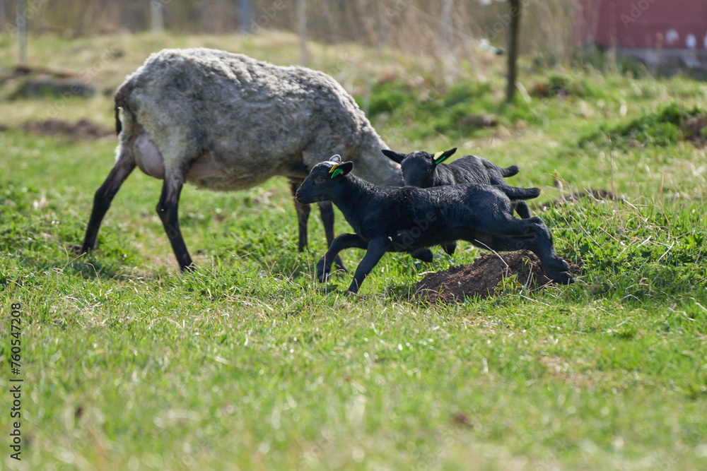 Beautiful Gotland sheep with lambs and Dorper sheep crosses with lambs in a meadow on a sunny spring day on a farm in Skaraborg Sweden Beautiful Gotland sheep with lambs and Dorper sheep crosses with lambs in a meadow on a sunny spring day on a farm in Skaraborg Sweden