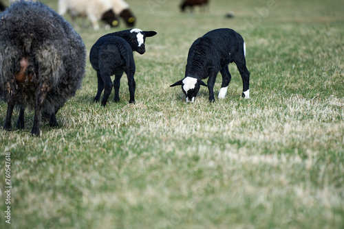 Beautiful Gotland sheep with lambs and Dorper sheep crosses with lambs in a meadow on a sunny spring day on a farm in Skaraborg Sweden