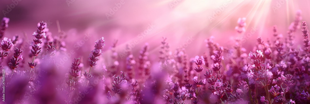 pink and purple Lavender field background on blurred background, banner , copy space pink and purple Lavender field background on blurred background, banner , copy space