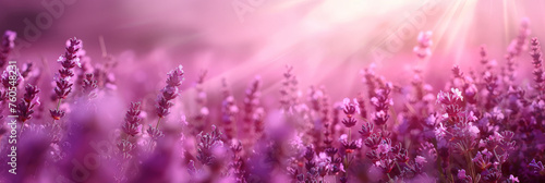 pink and purple Lavender field background on blurred background, banner , copy space