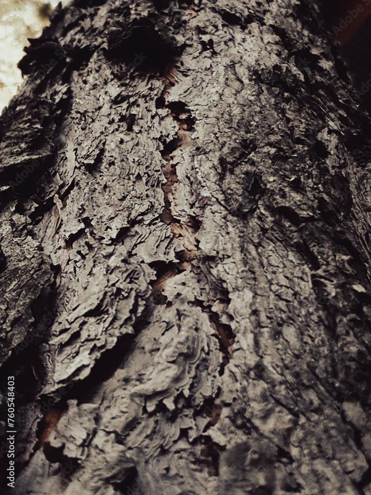 bark of a tree bark of a tree