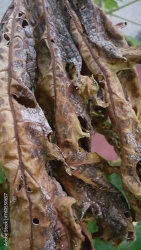 Textura rústica de folha seca de mamoeiro, ideal para ser usados em fundos envelhecidos, de tons marrom e ocre dourado. photo