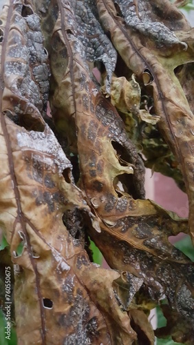 Textura de folha seca de mamoeiro com tons marrom e dourado  ideal para fundos envelhecidos.