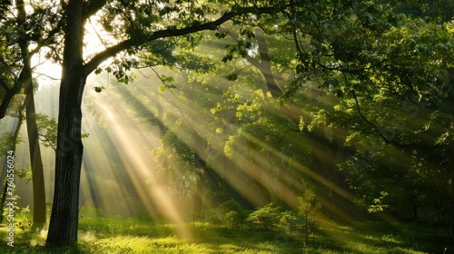 Beautiful rays of sunlight in a green forest © H_designs