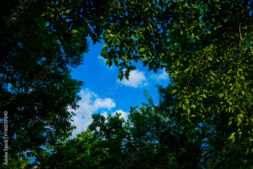 ハート型の木の隙間から覗く青空