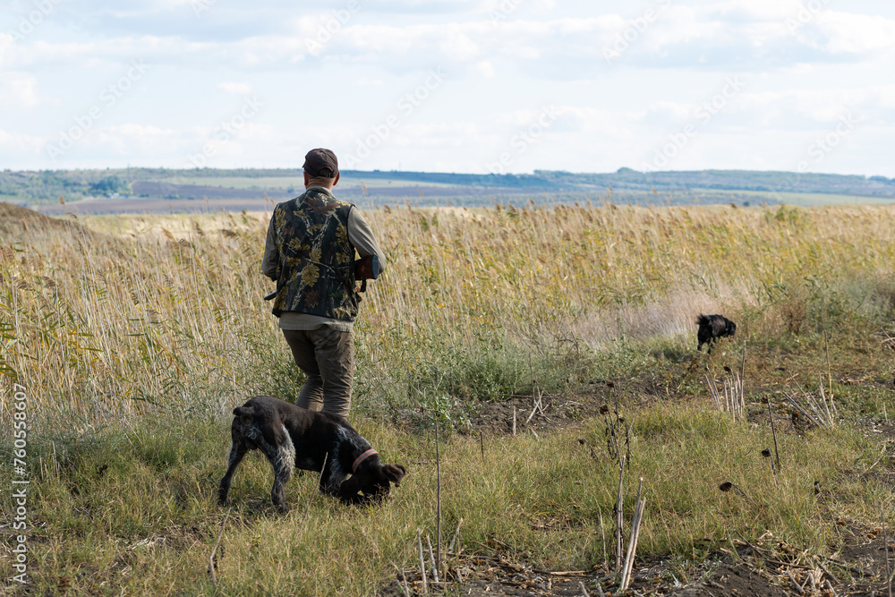 Mature man hunter with gun while walking on field with your dogs Mature man hunter with gun while walking on field with your dogs