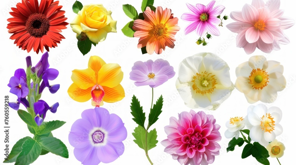 Set of different beautiful flowers on white background. 