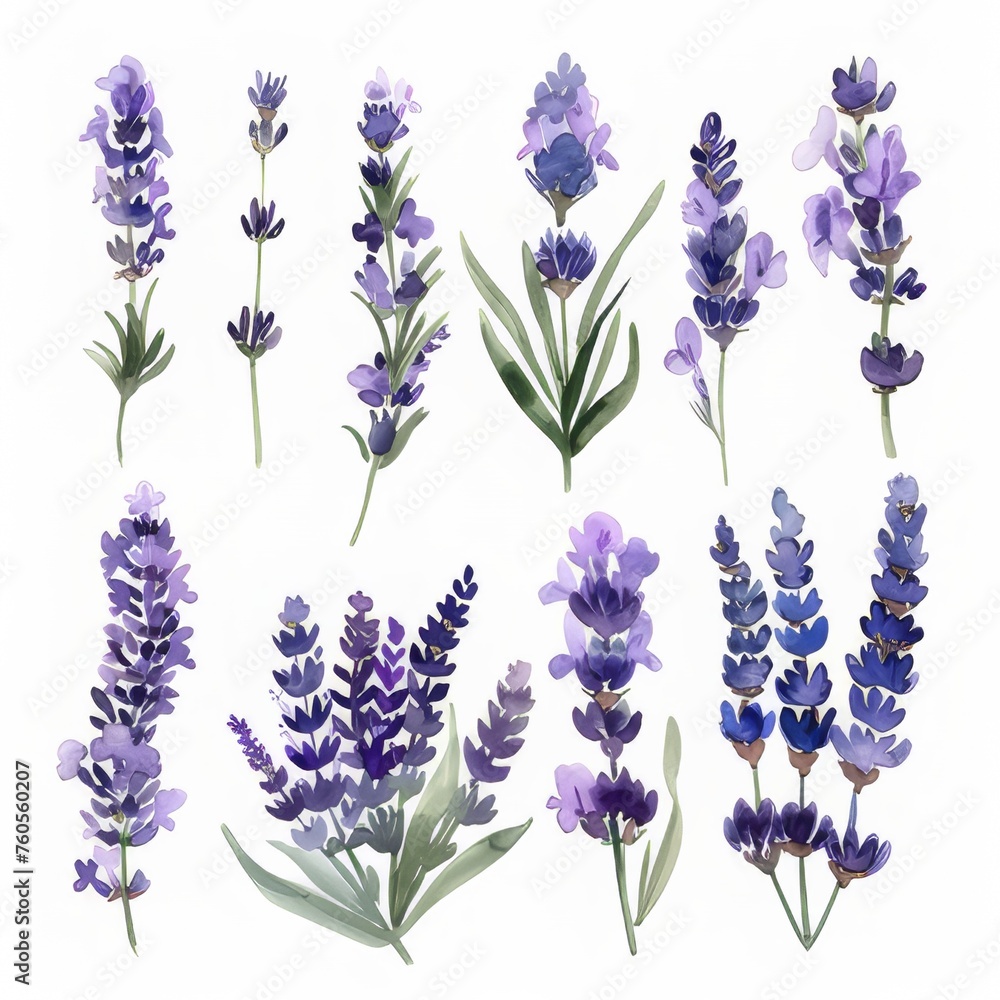 Fototapeta premium A clipart illustration showing various types of watercolor lavender on a white background.