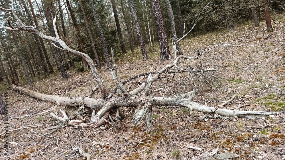 Stare, suche drzewo. 