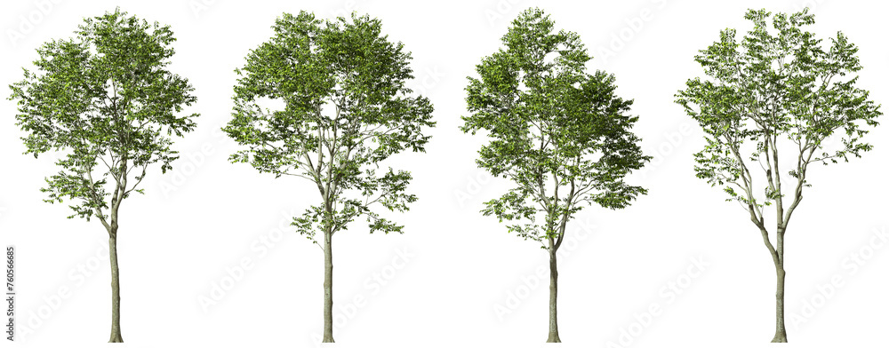 Isolated growth eco tall trees on transparent backgrounds 3d rendering png Isolated growth eco tall trees on transparent backgrounds 3d rendering png