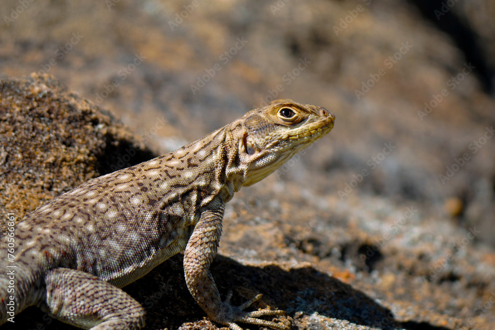 A Madagascar swift is seen posing on a rock while basking in the sun at Isalo National Park in Madagascar A Madagascar swift is seen posing on a rock while basking in the sun at Isalo National Park in Madagascar