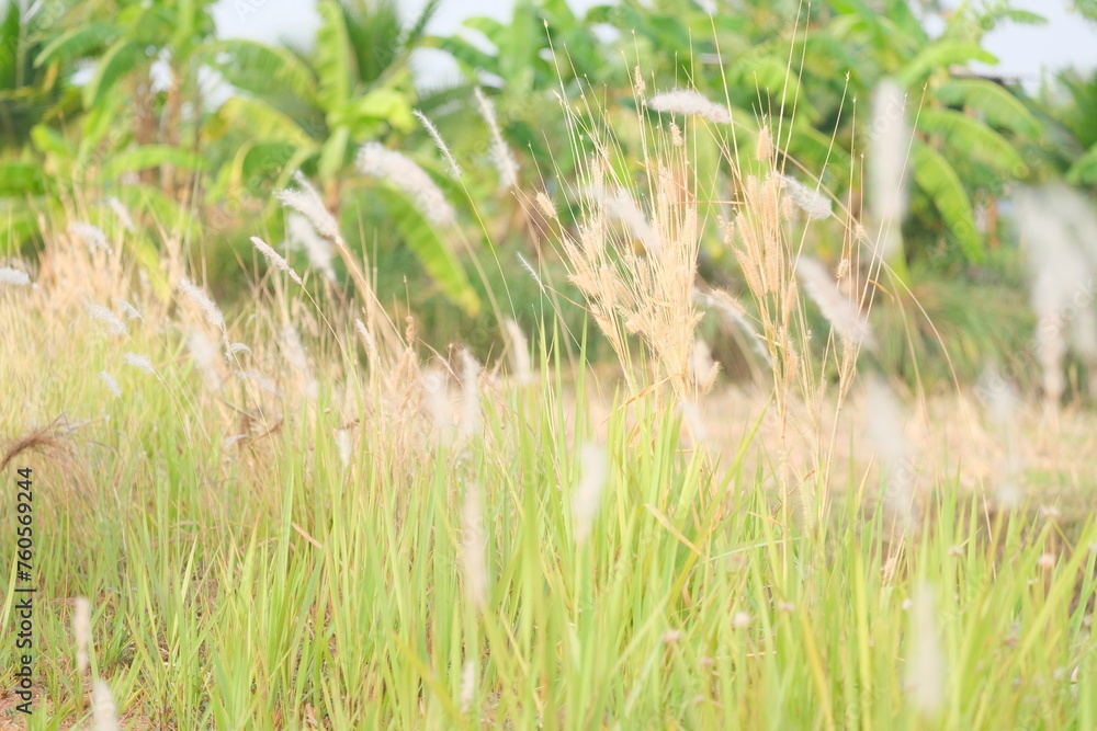 Fototapeta premium Field of grass
