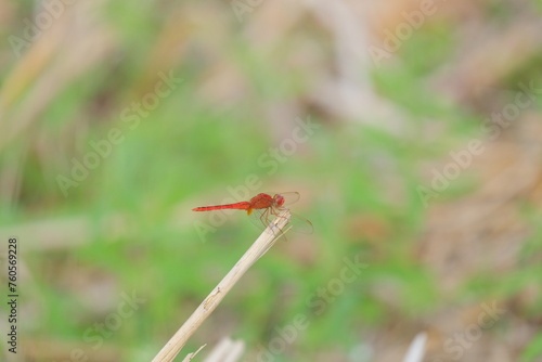 red dragonfly