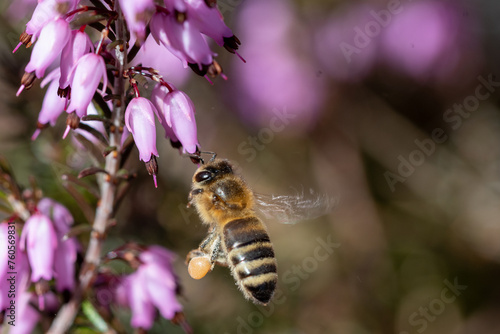 Honigbiene mit Pollen im Flug