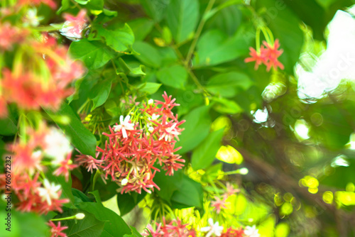 Combretum indicum are blooming and green leaf at summer,Combretum indicum flower are blooming and green leaf at summer,rangoon creeper photo