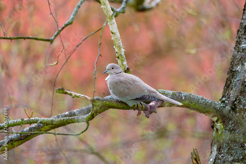 Collared dove, Streptopelia decaocto, single bird on branch