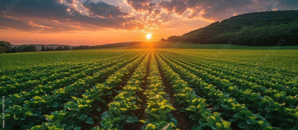Tractor spraying soybean field in sunset - obrazy, fototapety, plakaty 