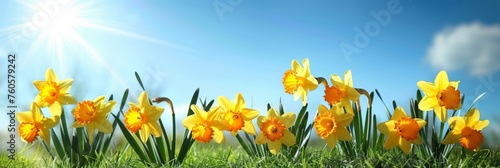 yellow daffodils in the grass with blue sky and sunlight background  yellow flower in field  banner 