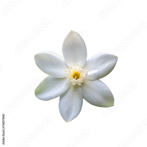 Jasmine leaf isolate on white background