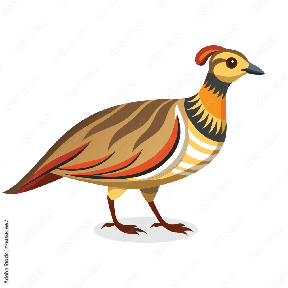 Fototapeta premium Chukar Bird flat vector illustration