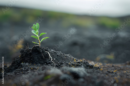 A New Beginning: Lone Sapling Sprouts from Fertile Earth.Green seedling illustrating concept of new life and beginning to grow from seed.