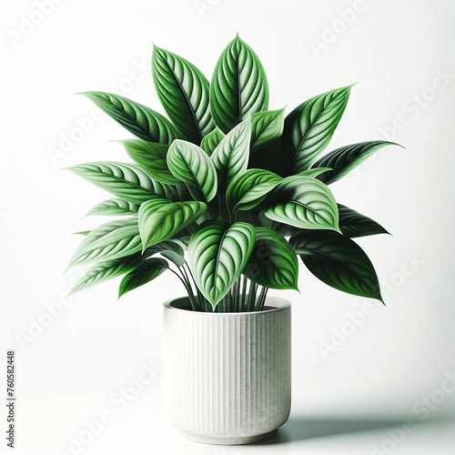 Lush green plant in a white textured pot on a clean background