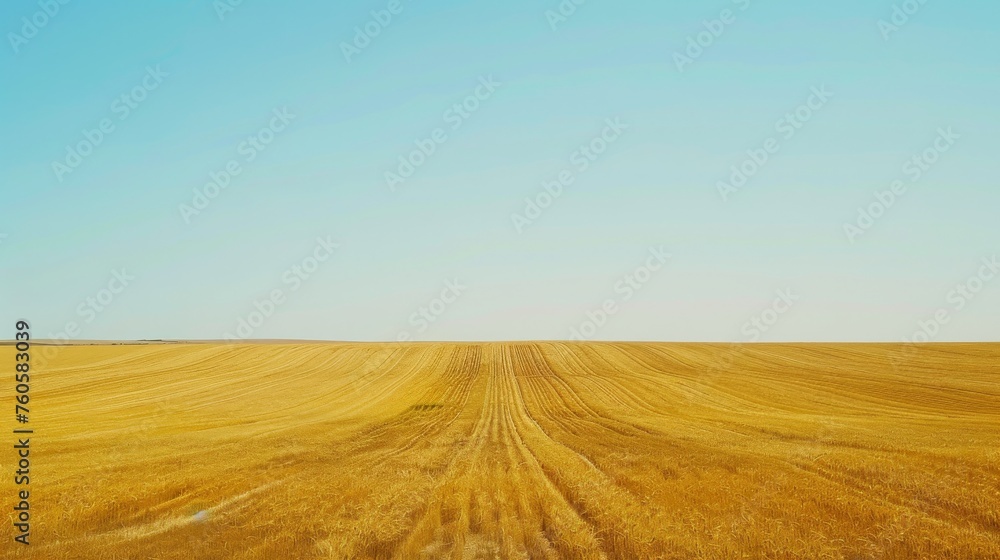 golden wheat fields stretching to the horizon under a sunny,