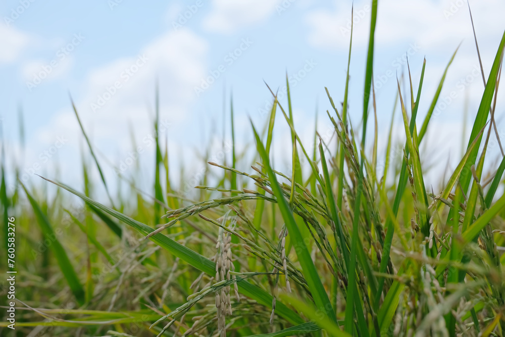 Ear of rice in Paddy field landscape.