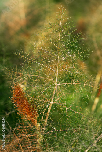 Foeniculum vulgare called Bronze fennel. Place for text.