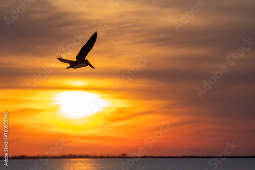 Pelican silhouetted against beautiful orange sunset sky © nsc_photography