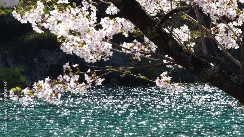 A cherry blossoms in full bloom along a beautiful mountain stream.