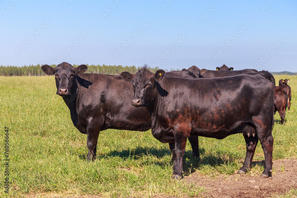 Angus cows and bulls graze in the meadow.