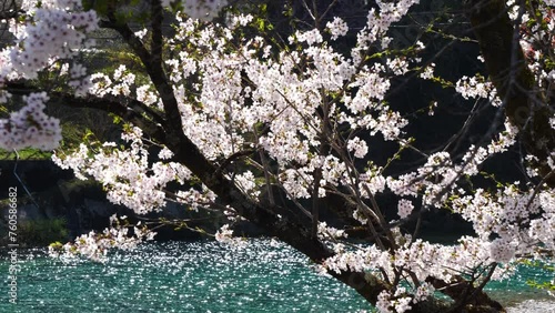 A cherry blossoms in full bloom along a beautiful mountain stream.