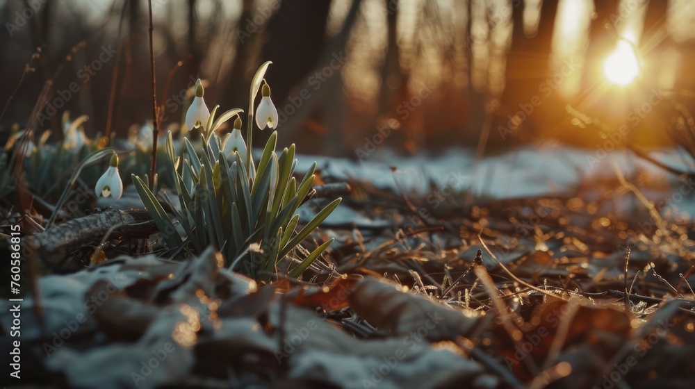 Snowdrop grow in a field in a clearing. The first beautiful flowers bloom in spring Snowdrop grow in a field in a clearing. The first beautiful flowers bloom in spring