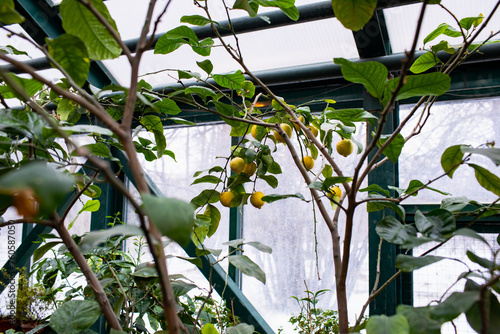 Lemon in the greenhouse
