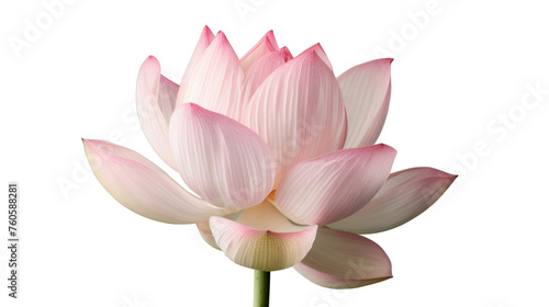 lotus flower. Isolated on transparent background.