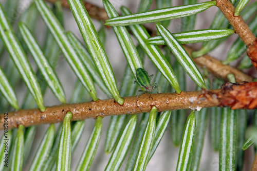 Green striped fir aphid (Cinara pectinatae) on fir (Abies alba) twig with needles. photo